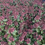 Hortenzia metlinatá (Hydrangea paniculata) ´LIVING INFINITY´® by LIVING CREATIONS® - výška 40-60 cm, kont. C2L - 150 dní kvitnutia!